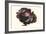 Purple Cabbage-Philippe-Victoire Leveque de Vilmorin-Framed Art Print