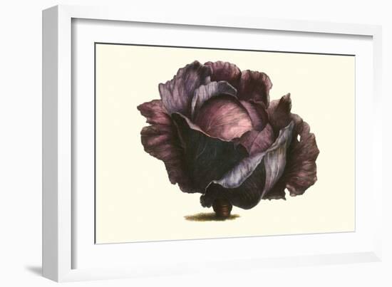 Purple Cabbage-Philippe-Victoire Leveque de Vilmorin-Framed Art Print