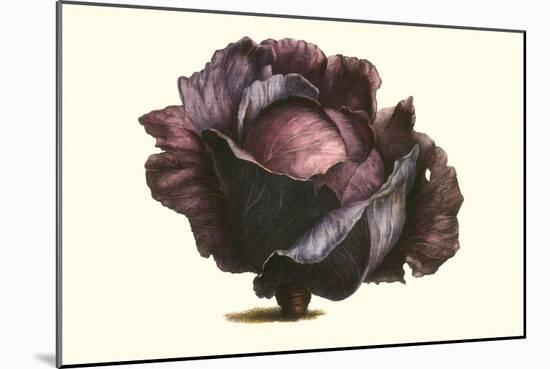 Purple Cabbage-Philippe-Victoire Leveque de Vilmorin-Mounted Art Print