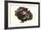 Purple Cabbage-Philippe-Victoire Leveque de Vilmorin-Framed Art Print