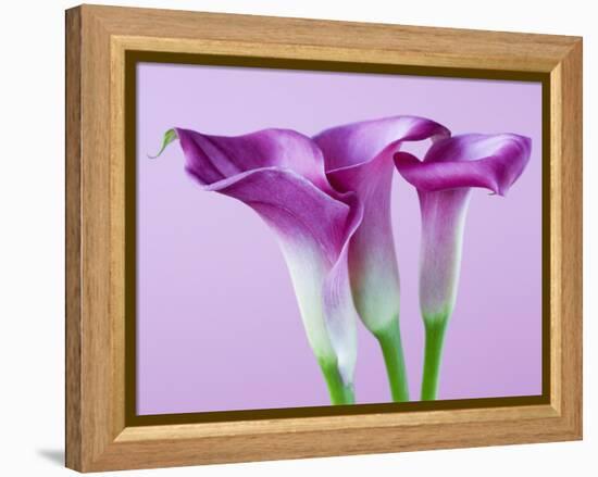 Purple Calla Lilies-Clive Nichols-Framed Premier Image Canvas