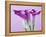Purple Calla Lilies-Clive Nichols-Framed Premier Image Canvas