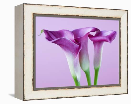 Purple Calla Lilies-Clive Nichols-Framed Premier Image Canvas