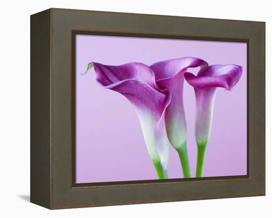 Purple Calla Lilies-Clive Nichols-Framed Premier Image Canvas