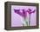 Purple Calla Lilies-Clive Nichols-Framed Premier Image Canvas