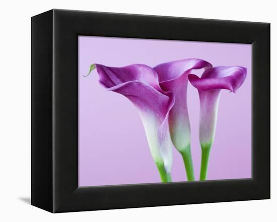 Purple Calla Lilies-Clive Nichols-Framed Premier Image Canvas