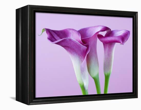 Purple Calla Lilies-Clive Nichols-Framed Premier Image Canvas