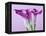 Purple Calla Lilies-Clive Nichols-Framed Premier Image Canvas