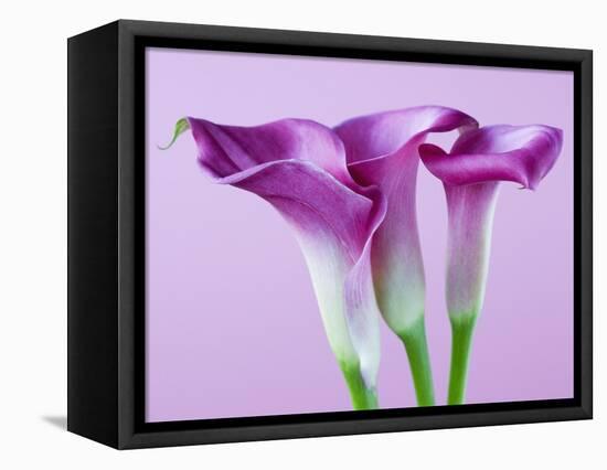 Purple Calla Lilies-Clive Nichols-Framed Premier Image Canvas