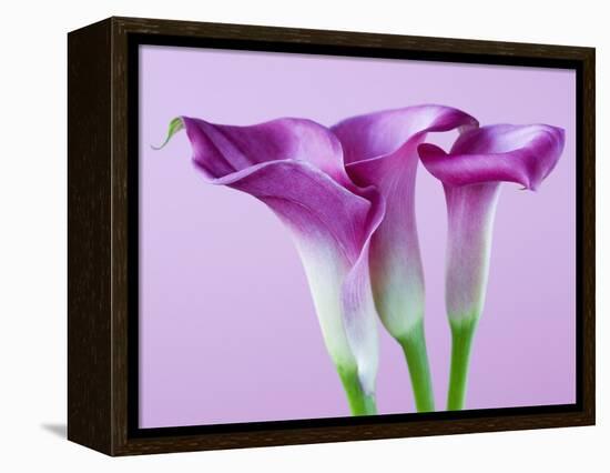 Purple Calla Lilies-Clive Nichols-Framed Premier Image Canvas