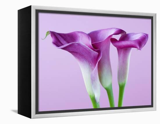 Purple Calla Lilies-Clive Nichols-Framed Premier Image Canvas