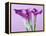 Purple Calla Lilies-Clive Nichols-Framed Premier Image Canvas