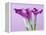 Purple Calla Lilies-Clive Nichols-Framed Premier Image Canvas