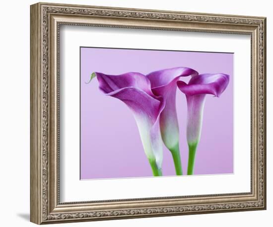 Purple Calla Lilies-Clive Nichols-Framed Photographic Print