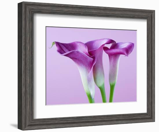 Purple Calla Lilies-Clive Nichols-Framed Photographic Print