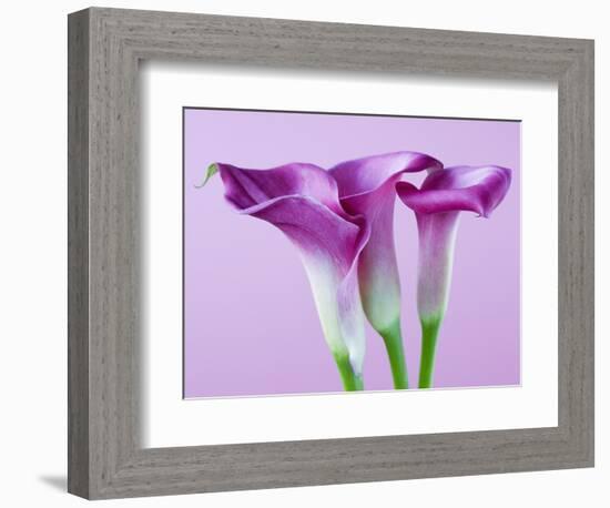 Purple Calla Lilies-Clive Nichols-Framed Photographic Print