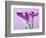 Purple Calla Lilies-Clive Nichols-Framed Photographic Print