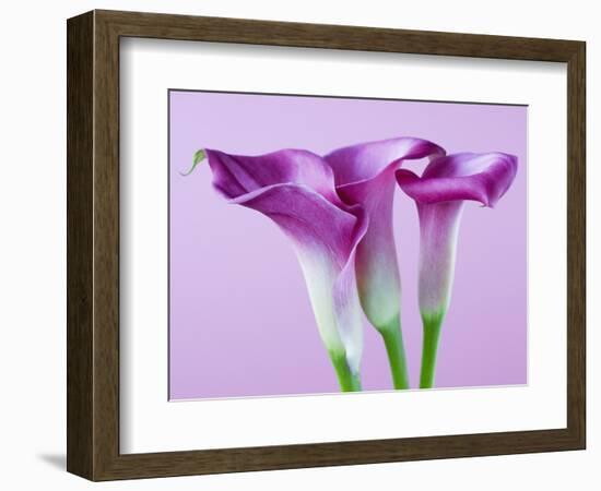 Purple Calla Lilies-Clive Nichols-Framed Photographic Print