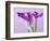 Purple Calla Lilies-Clive Nichols-Framed Photographic Print