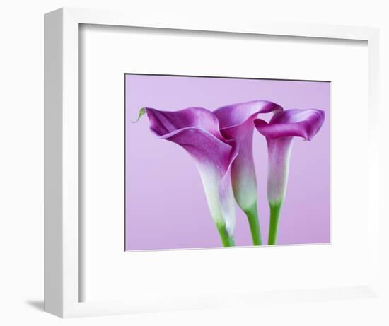 Purple Calla Lilies-Clive Nichols-Framed Photographic Print