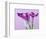 Purple Calla Lilies-Clive Nichols-Framed Photographic Print