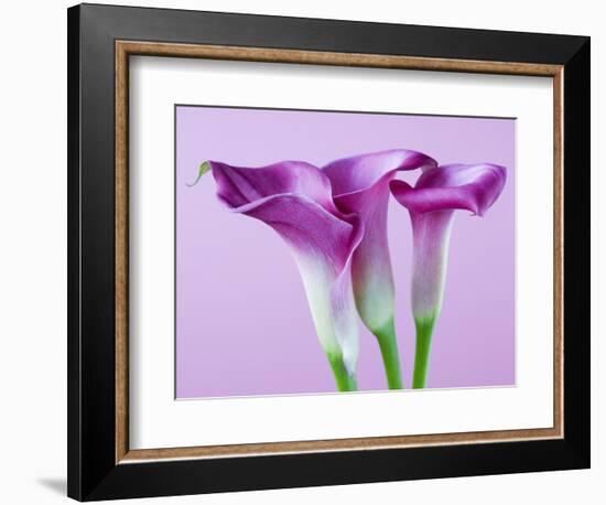 Purple Calla Lilies-Clive Nichols-Framed Photographic Print