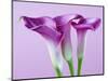 Purple Calla Lilies-Clive Nichols-Mounted Photographic Print