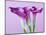 Purple Calla Lilies-Clive Nichols-Mounted Photographic Print