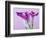 Purple Calla Lilies-Clive Nichols-Framed Photographic Print
