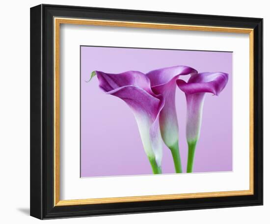 Purple Calla Lilies-Clive Nichols-Framed Photographic Print