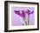 Purple Calla Lilies-Clive Nichols-Framed Photographic Print