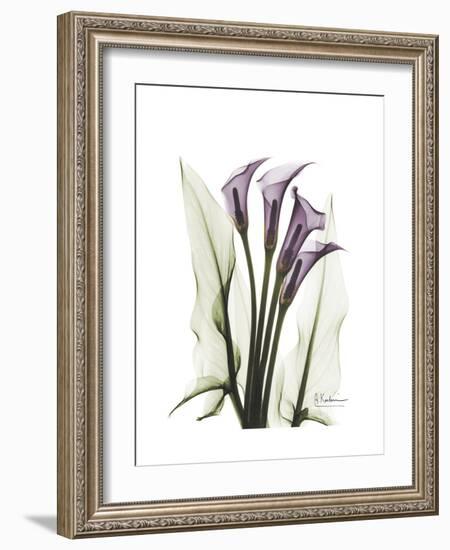 Purple Calla Lily Portrait-Albert Koetsier-Framed Premium Giclee Print