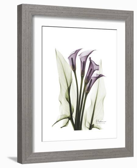 Purple Calla Lily Portrait-Albert Koetsier-Framed Premium Giclee Print