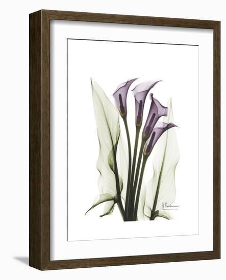 Purple Calla Lily Portrait-Albert Koetsier-Framed Premium Giclee Print