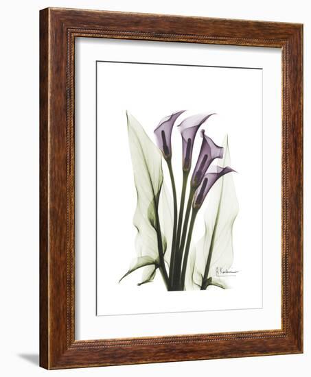 Purple Calla Lily Portrait-Albert Koetsier-Framed Premium Giclee Print