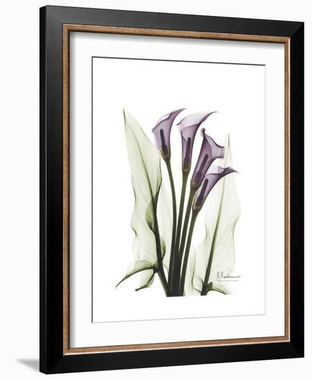 Purple Calla Lily Portrait-Albert Koetsier-Framed Premium Giclee Print