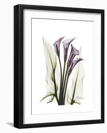 Purple Calla Lily Portrait-Albert Koetsier-Framed Premium Giclee Print