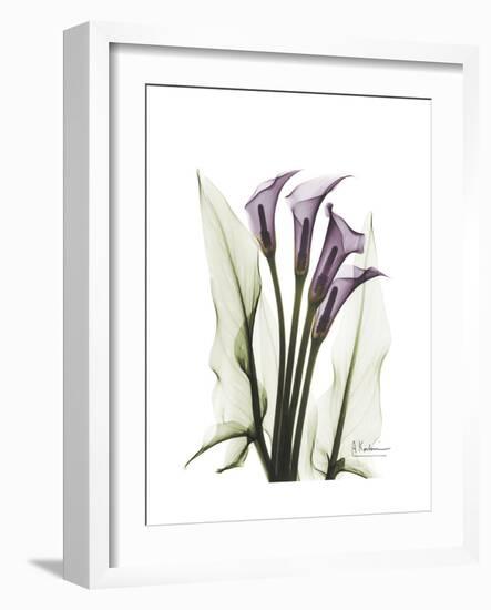 Purple Calla Lily Portrait-Albert Koetsier-Framed Premium Giclee Print