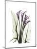 Purple Calla Lily Portrait-Albert Koetsier-Mounted Premium Giclee Print