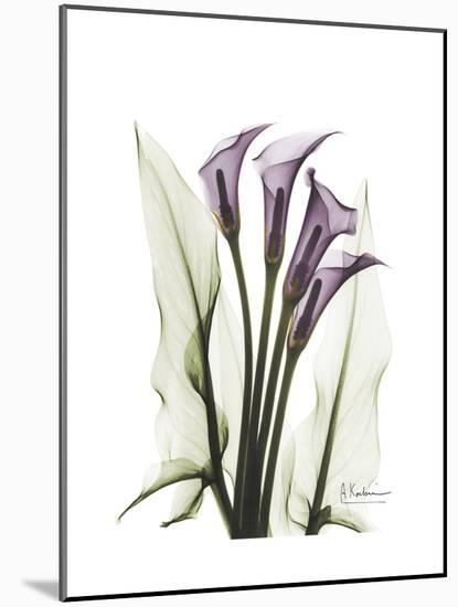 Purple Calla Lily Portrait-Albert Koetsier-Mounted Premium Giclee Print