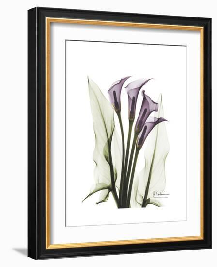 Purple Calla Lily Portrait-Albert Koetsier-Framed Premium Giclee Print