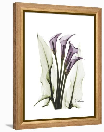 Purple Calla Lily Portrait-Albert Koetsier-Framed Stretched Canvas