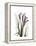 Purple Calla Lily Portrait-Albert Koetsier-Framed Stretched Canvas