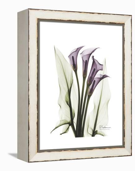 Purple Calla Lily Portrait-Albert Koetsier-Framed Stretched Canvas