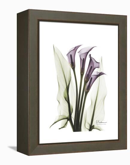 Purple Calla Lily Portrait-Albert Koetsier-Framed Stretched Canvas