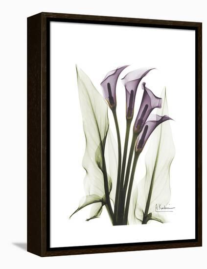 Purple Calla Lily Portrait-Albert Koetsier-Framed Stretched Canvas