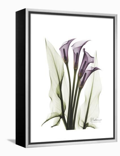 Purple Calla Lily Portrait-Albert Koetsier-Framed Stretched Canvas
