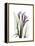 Purple Calla Lily Portrait-Albert Koetsier-Framed Stretched Canvas