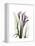 Purple Calla Lily Portrait-Albert Koetsier-Framed Stretched Canvas