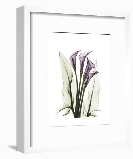 Purple Calla Lily Portrait-Albert Koetsier-Framed Premium Giclee Print